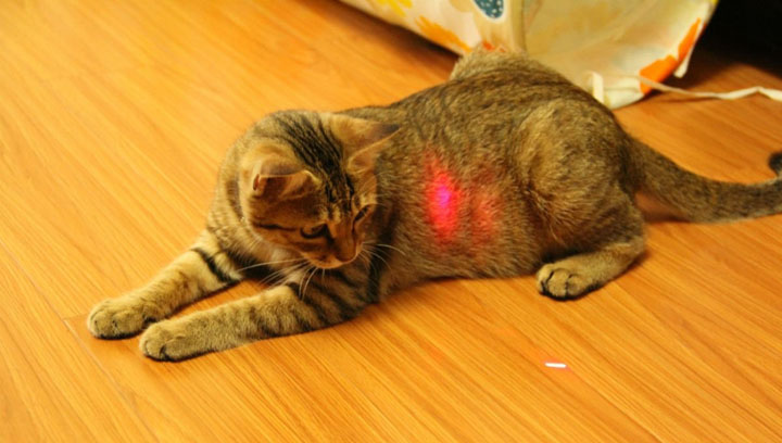 pointeur laser pour chat